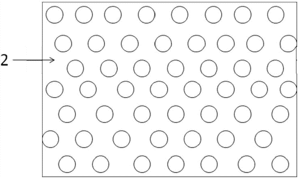 Device and method for sargassaceae seaweed germplasm preservation