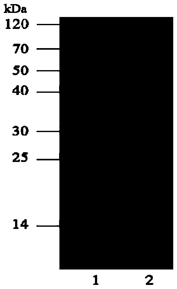 New application of (R)-omega-transaminase mutant