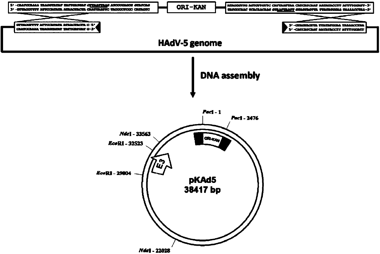 Replicating type recombinant adenovirus HAdV-5 carrier system and application thereof