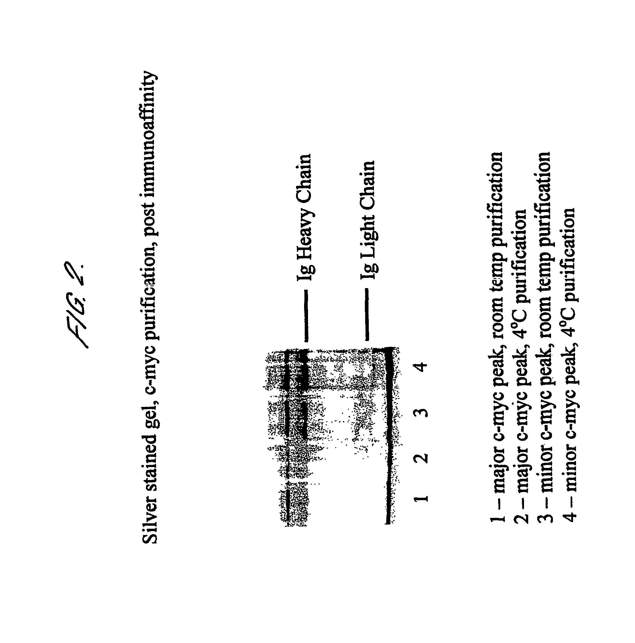 Tumour marker proteins and uses thereof