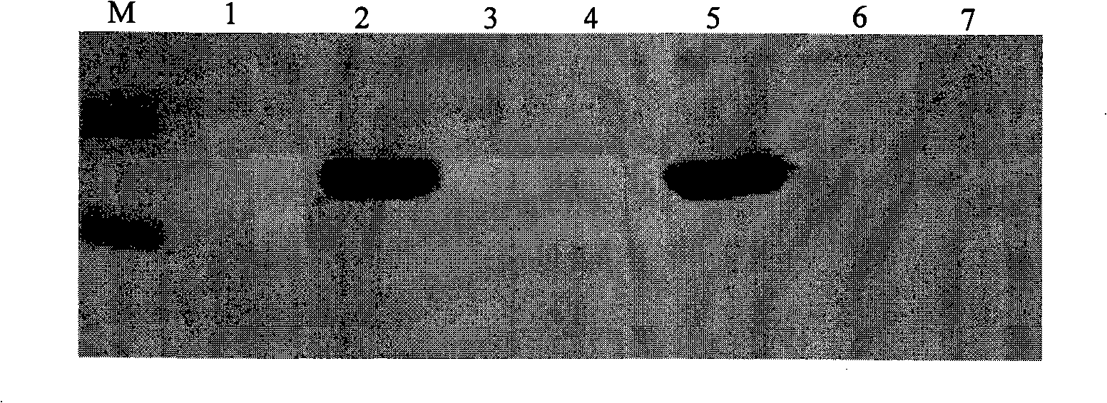 Neutral B cell antigen epitope polypeptide of encephalitis b virus E protein and uses thereof