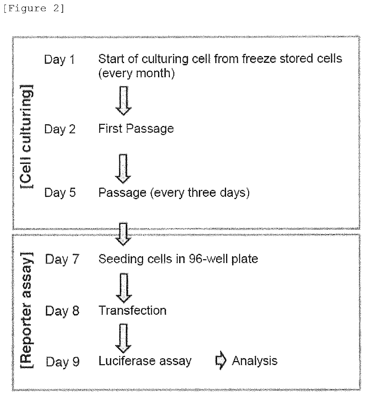 Fusion protein for improving protein expression from target mRNA