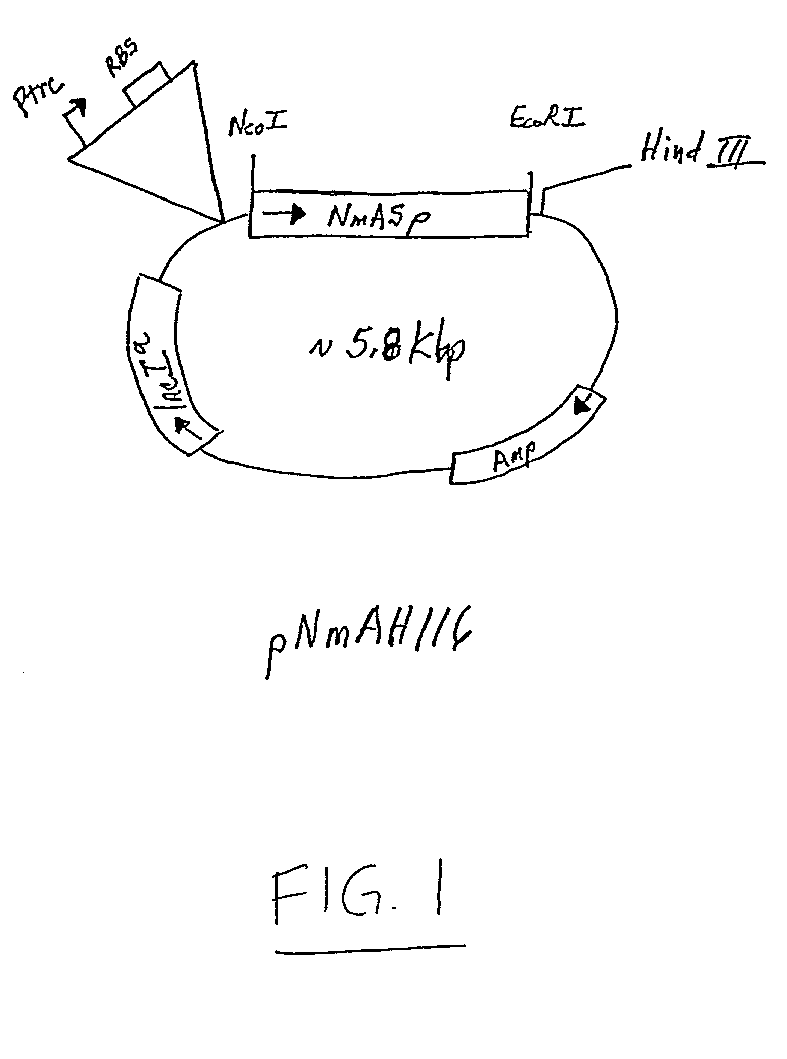 Neisseria meninigitidis polypeptide, nucleic acid sequence and uses thereof