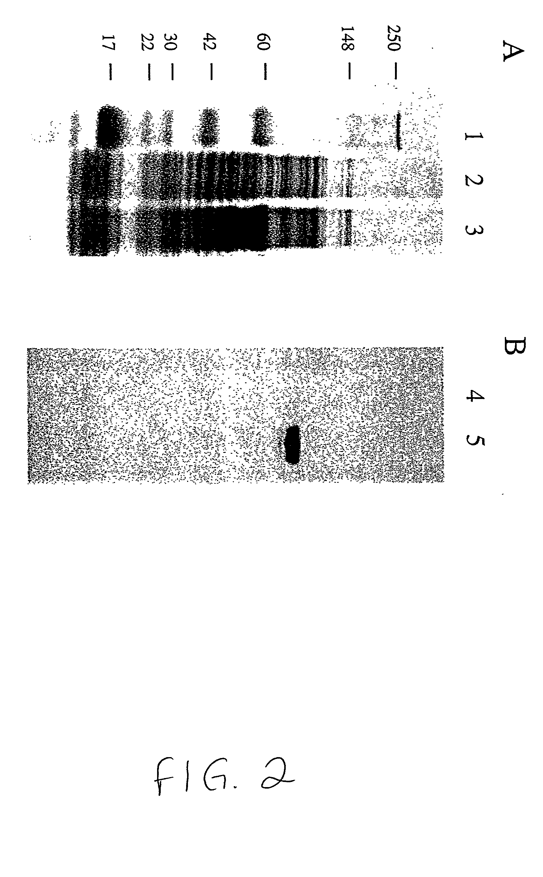 Neisseria meninigitidis polypeptide, nucleic acid sequence and uses thereof