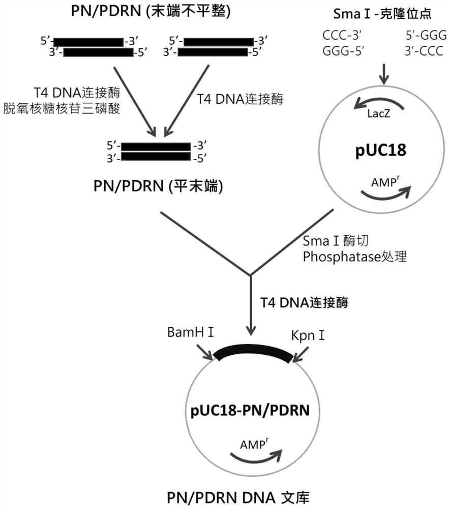 Preparation method and use of fixed-length recombinant polynucleotide/polydeoxyribonucleotide