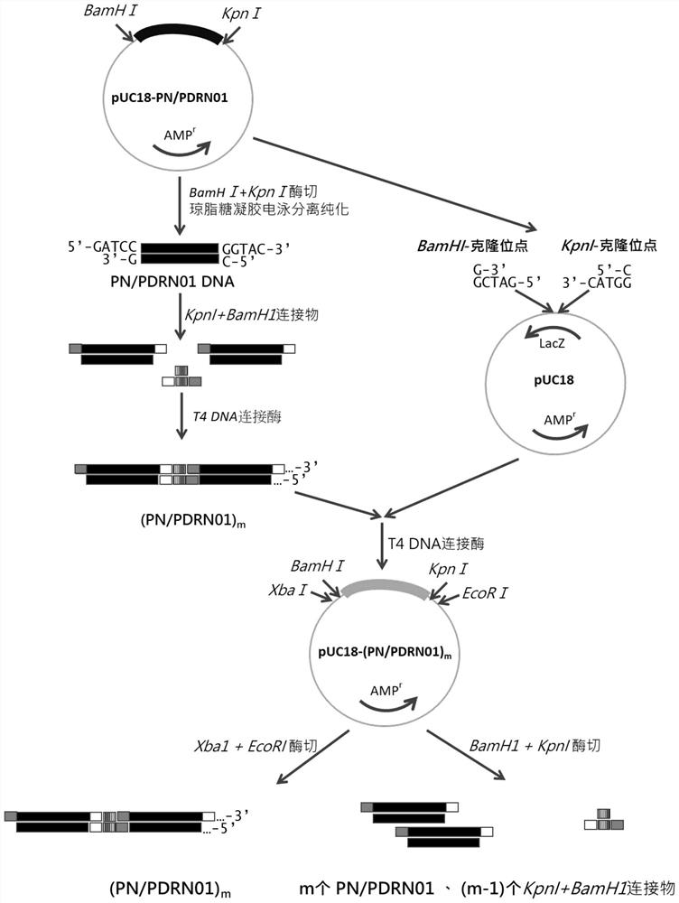 Preparation method and use of fixed-length recombinant polynucleotide/polydeoxyribonucleotide