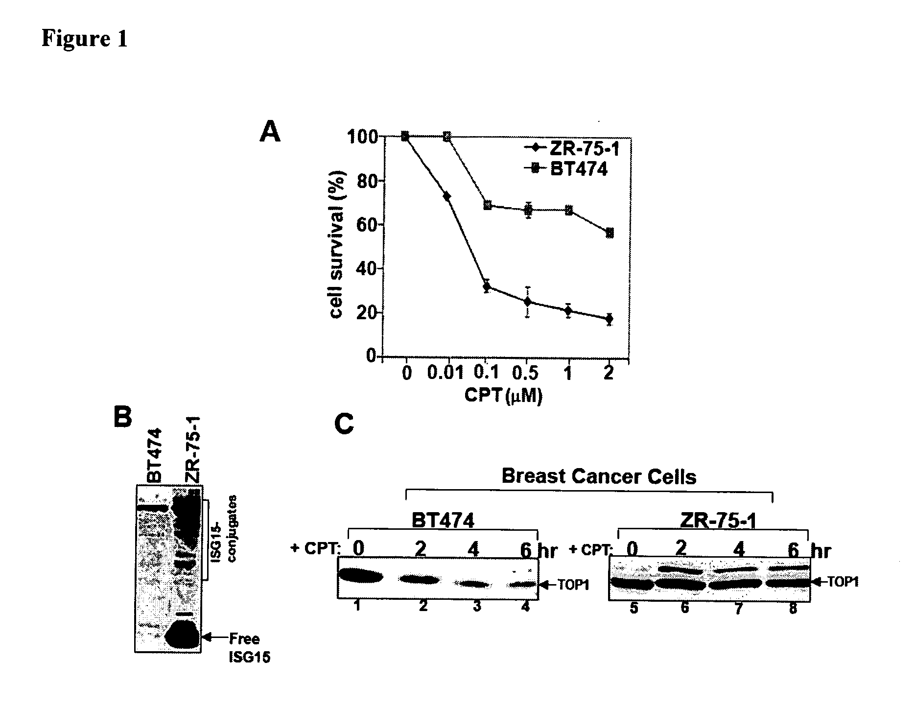 Method of cancer detection and treatment