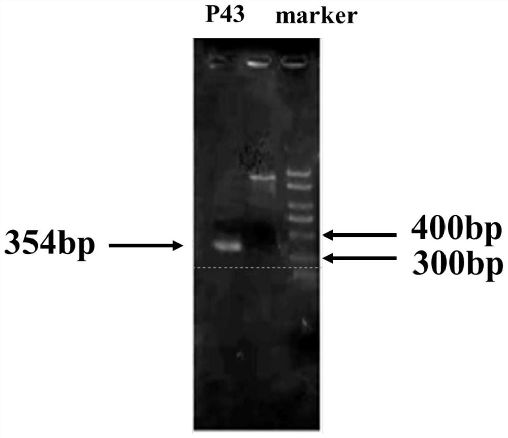 Construction and fermentation method of artificial strain with high yield of fengycin