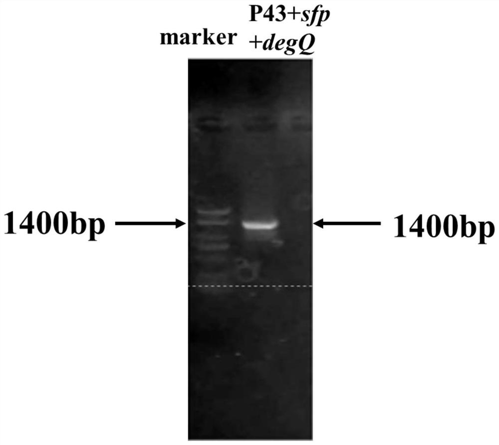 Construction and fermentation method of artificial strain with high yield of fengycin