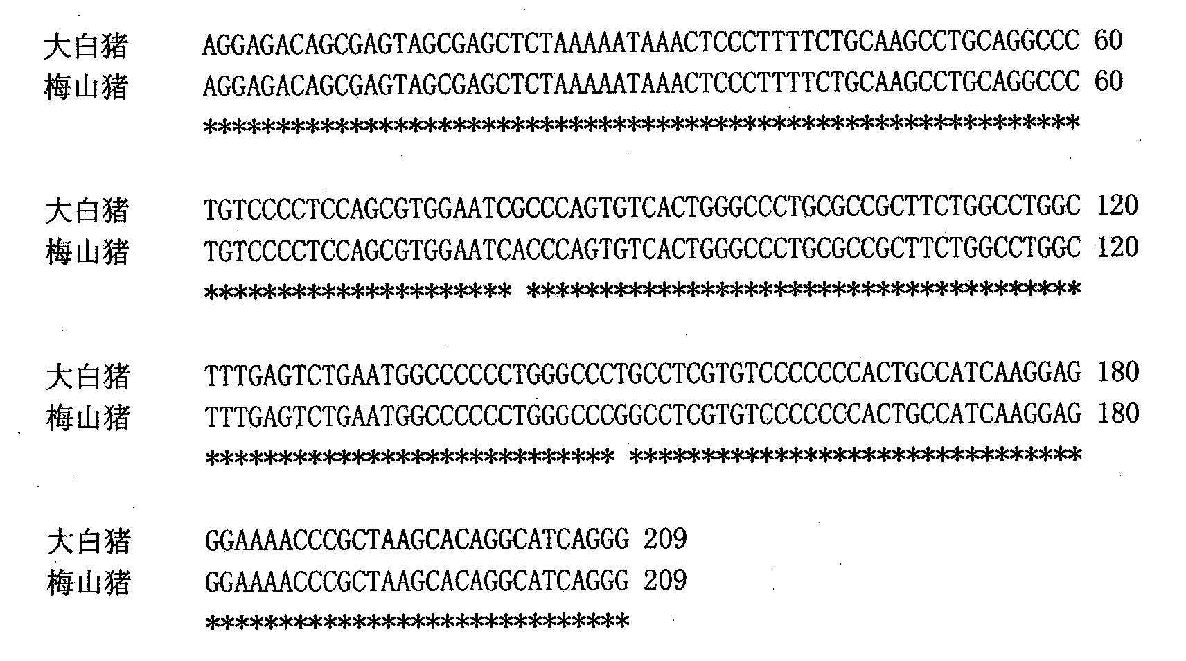 Genetic marker using pig CKM (creatine kinase muscle) 5' flanking promoter region SNP (single nucleotide polymorphism) as pig carcass traits and application