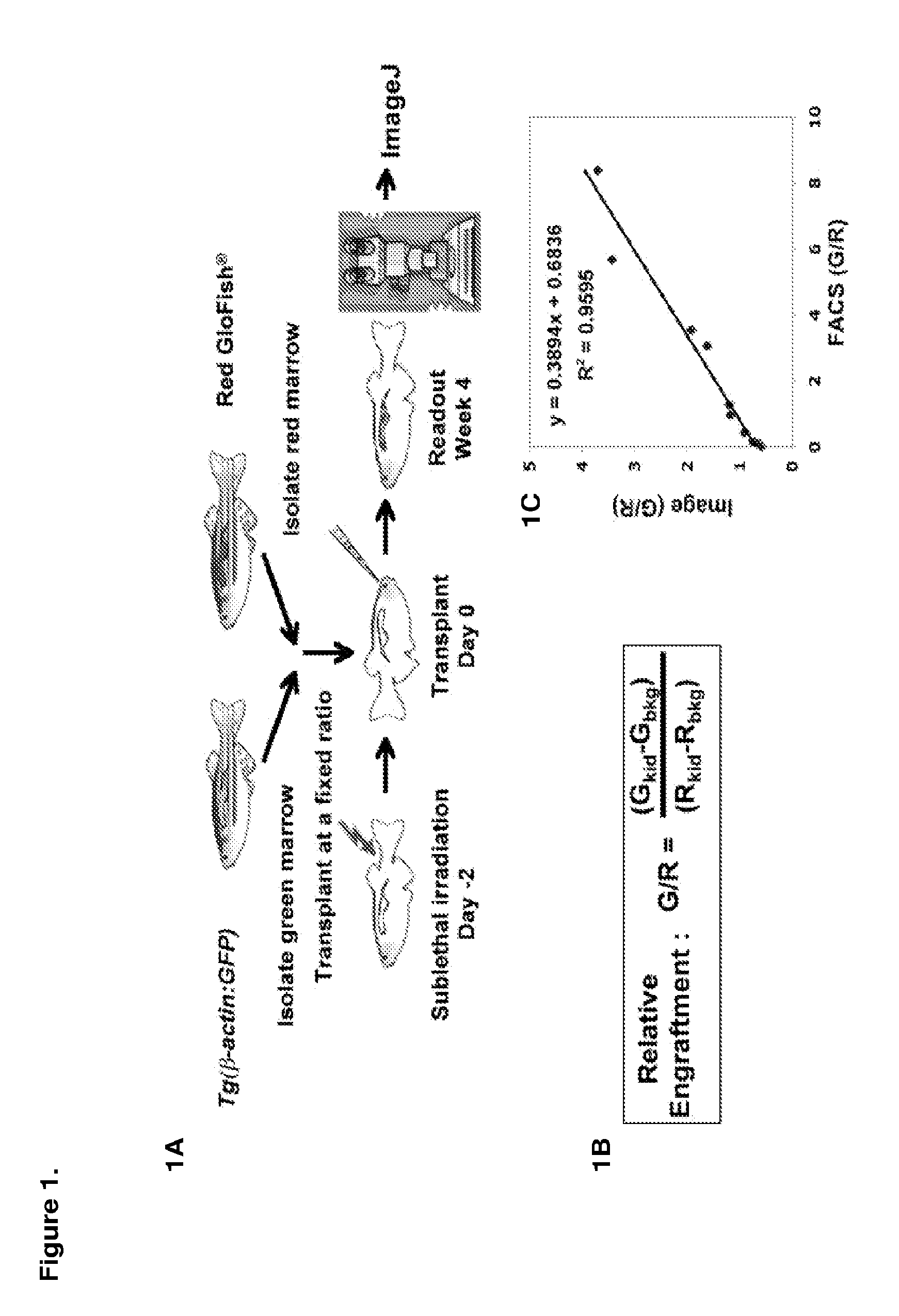 Methods for enhancing hematopoietic stem/progenitor cell engraftment