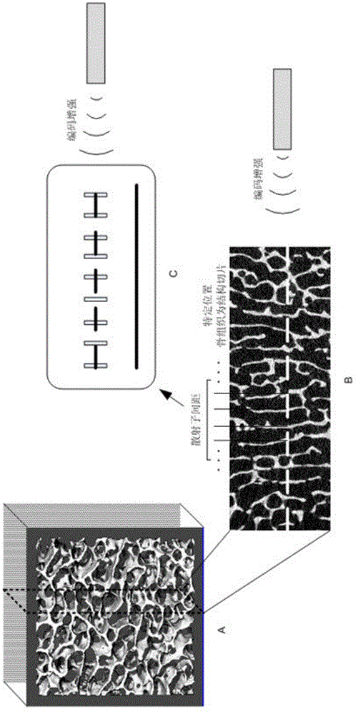 Coding-enhanced focused ultrasound bone tissue microstructure detection method in bone ultrasound system