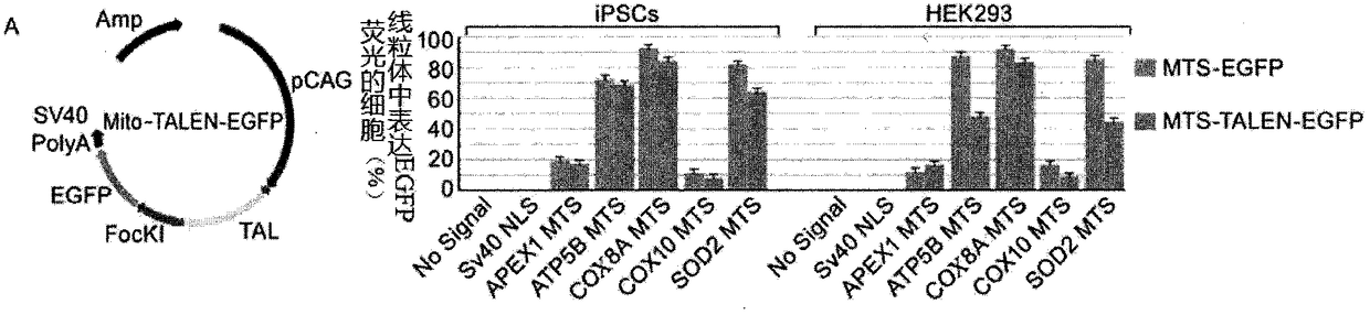 Repair method of iPSCs mitochondrial DNA mutation sites based on mitoTALENs