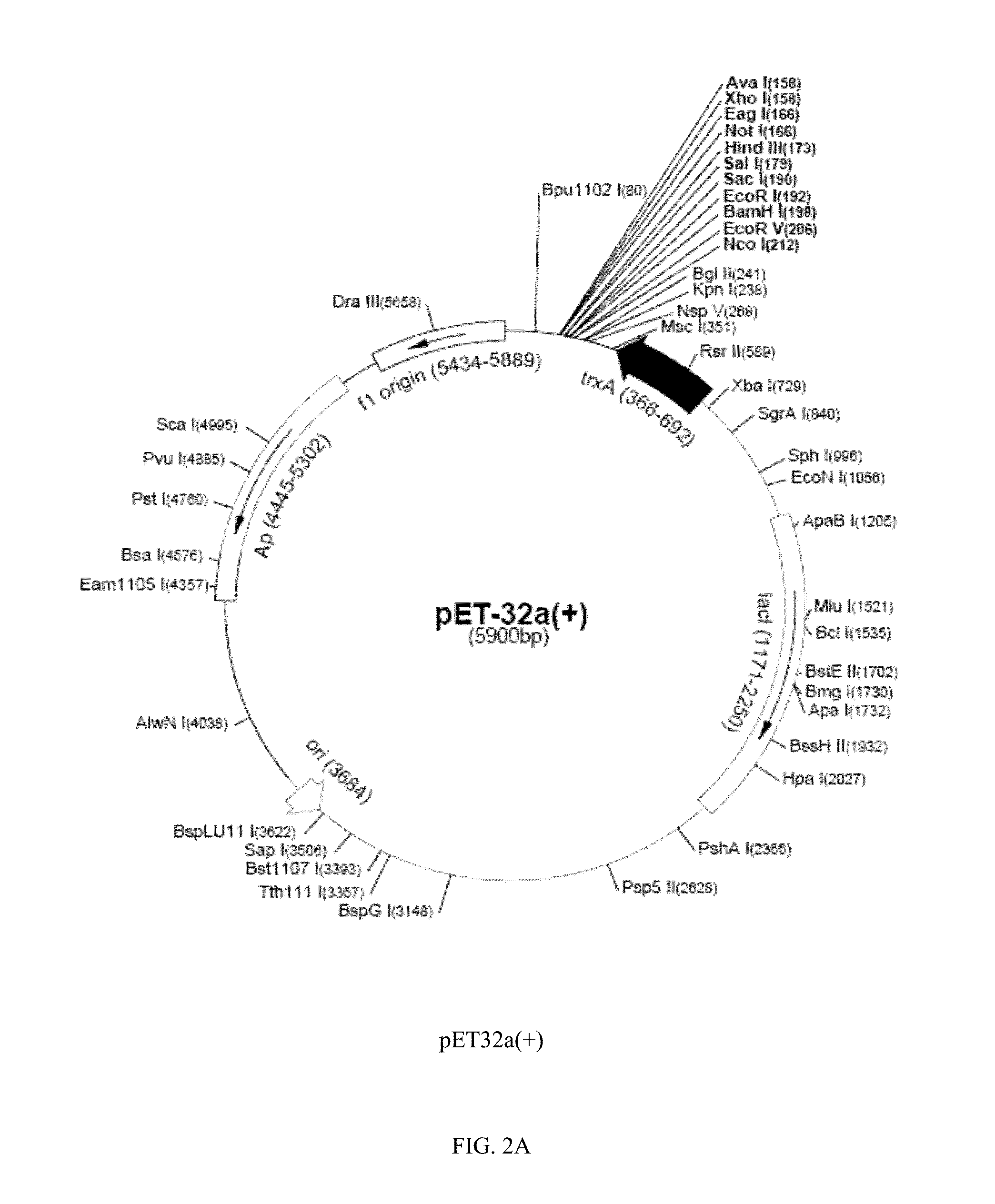 Moesin modulators and uses thereof