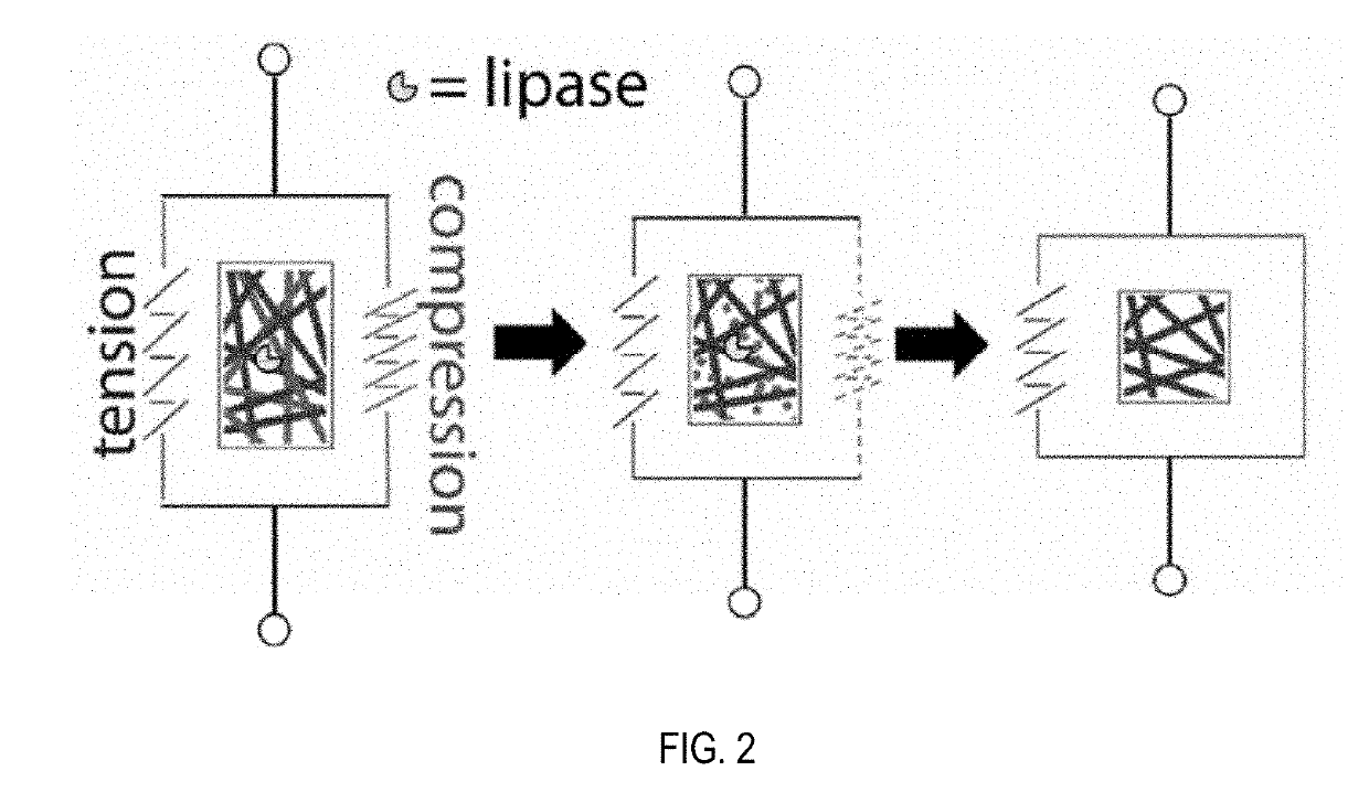 Enzyme-responsive shape memory polymers