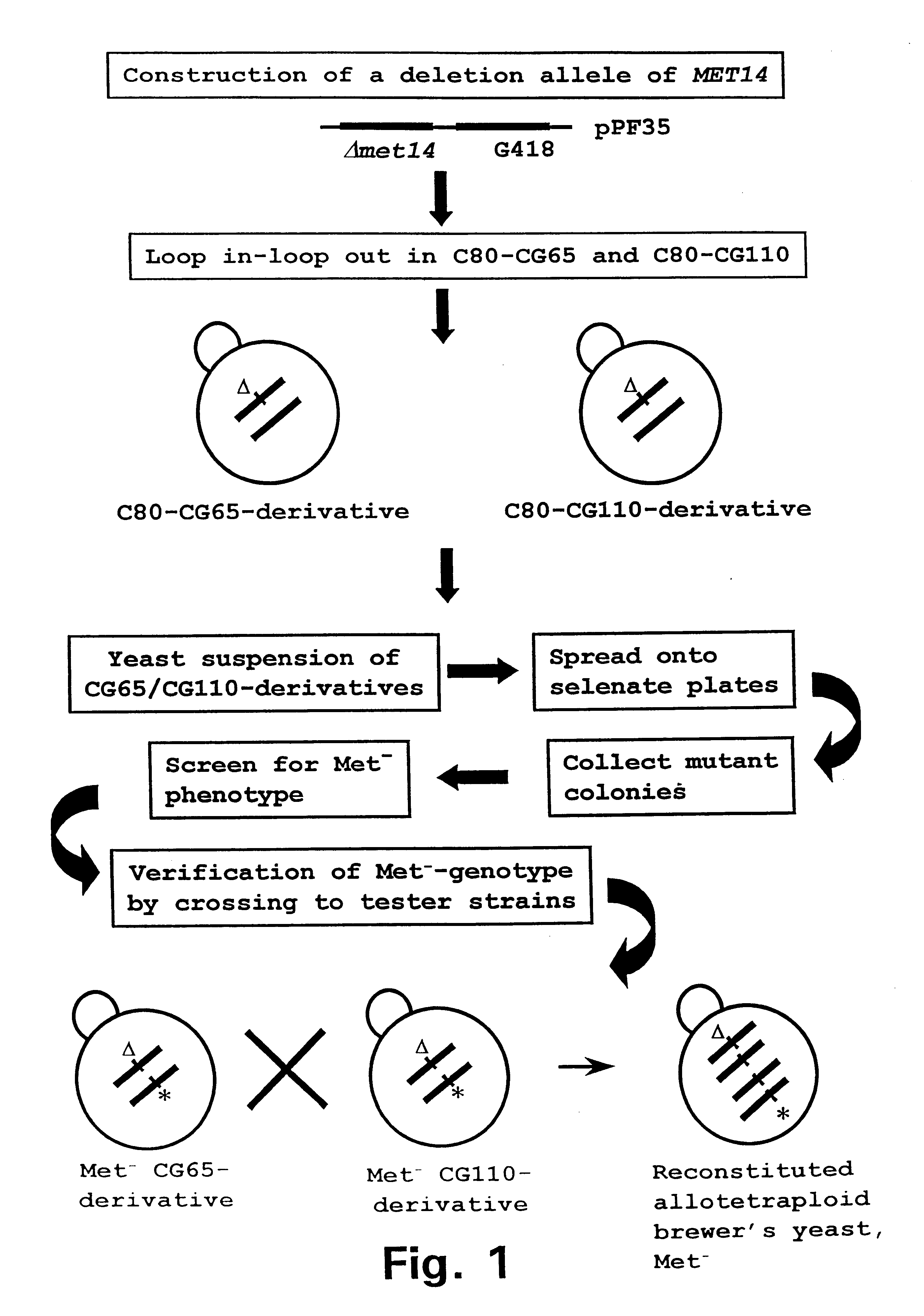 Method of producing a composite fermented beverage using genetically modified yeast strains