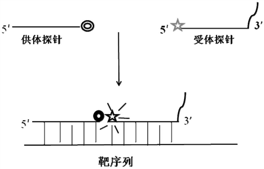 A probe, primer and kit for detecting thalassemia gene mutation