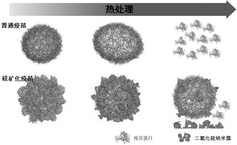 Thermostable vaccine with silica on surface and preparation method therefor