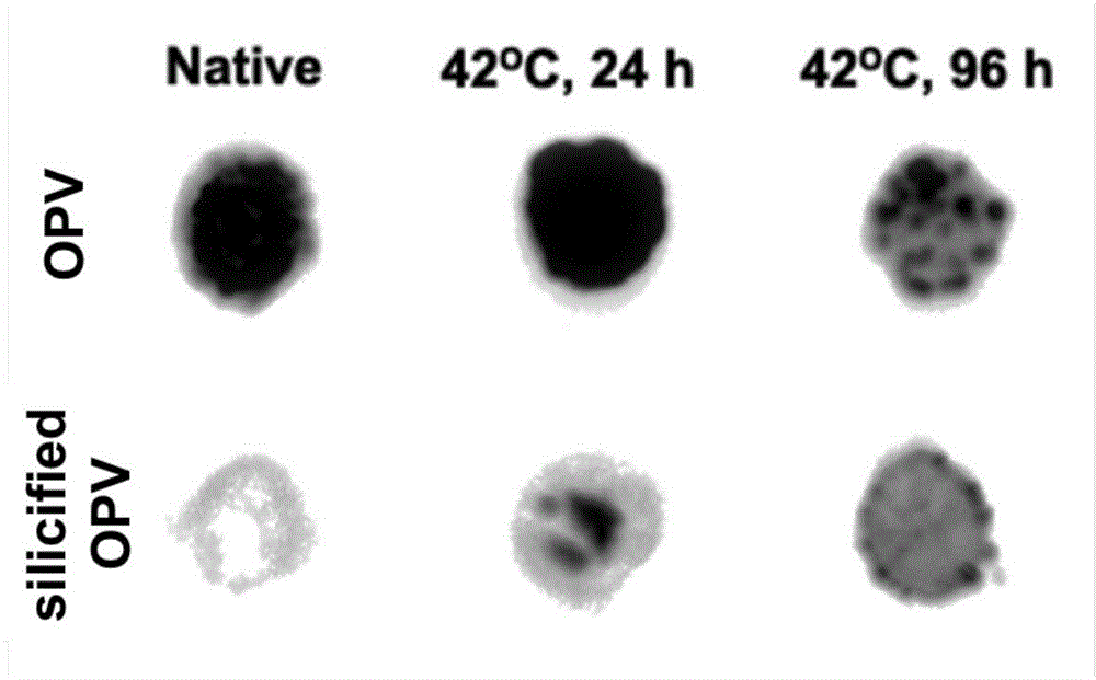 Thermostable vaccine with silica on surface and preparation method therefor