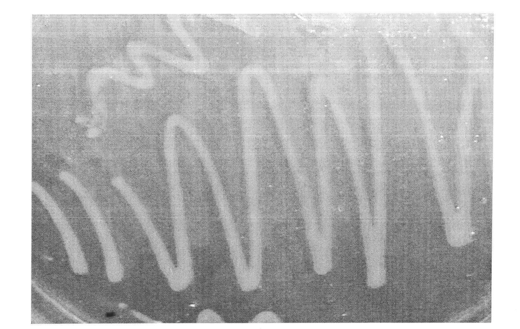 Bacterial strain used for short-cut denitrification for nitrogen removal and its application