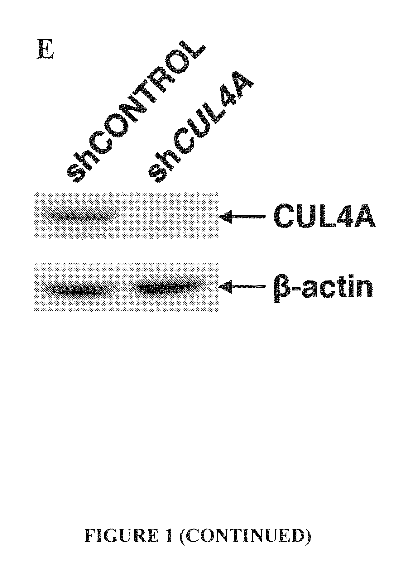 Compositions and methods for the expansion of stem cells