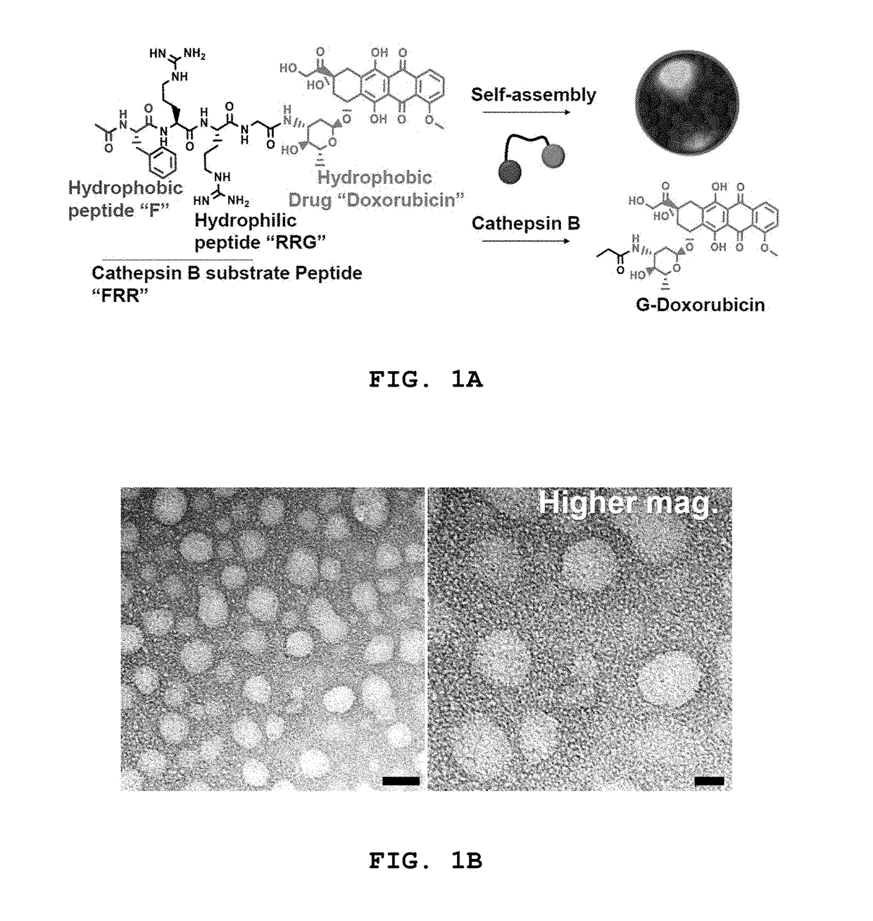 Tumor cell-specific responsive self-assembling drug nanoconjugate