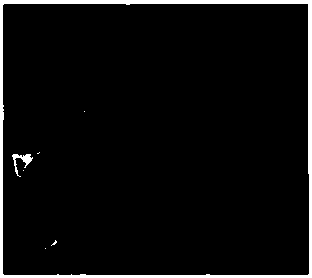 Preparation process of decoloring-free alkyl glucoside