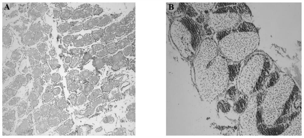 Primer group, kit and identification method for identifying sex of macrobrachium rosenbergii and application