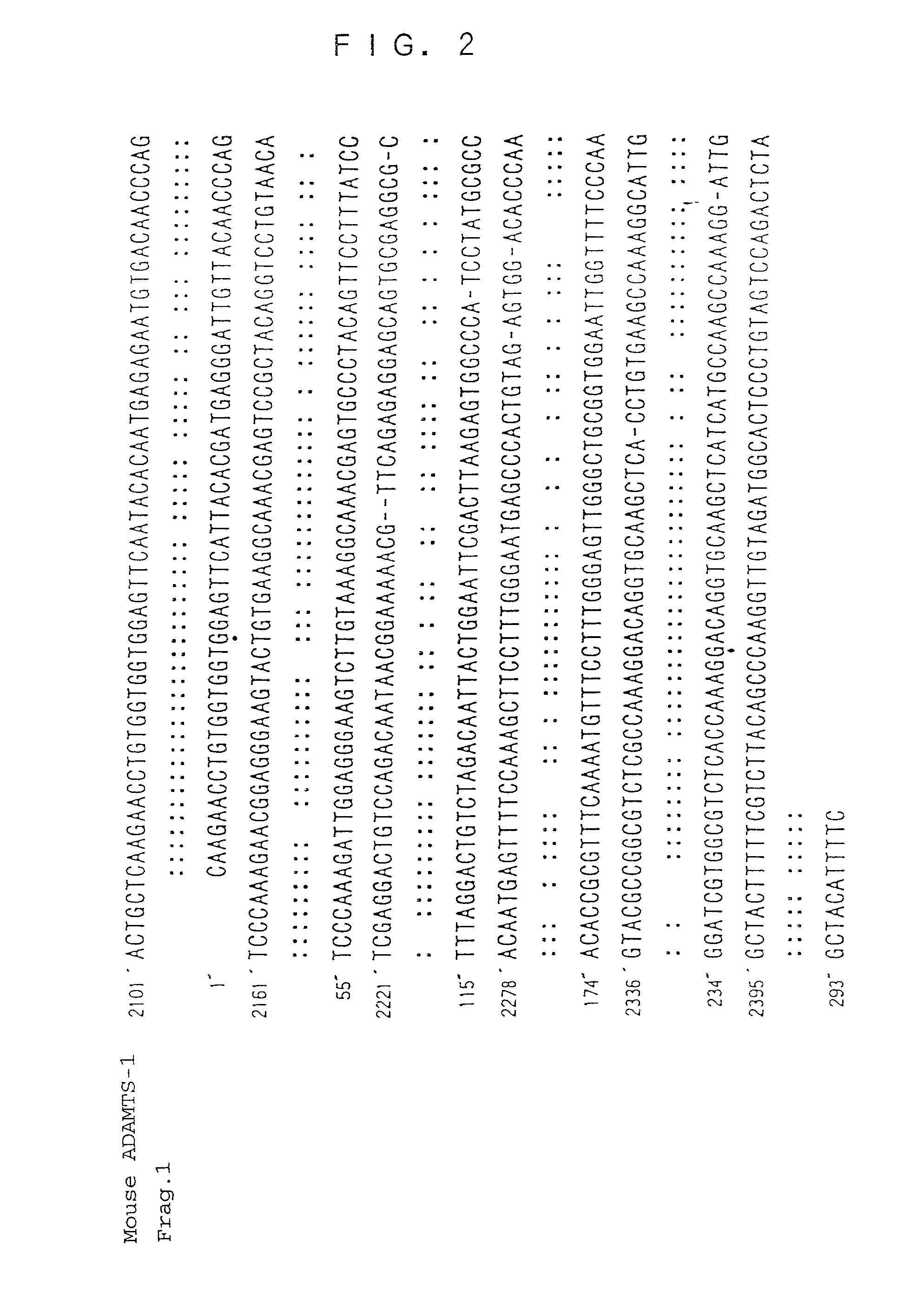 Human ADAMTS-1 protein, gene encoding the same, pharmaceutical composition, and method for immunologically analyzing human ADAMTS-1 protein