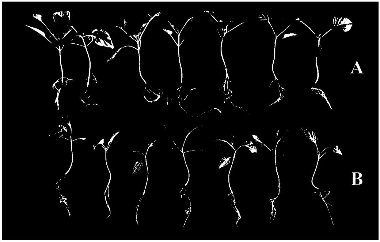 Bacillus amyloliquefaciens strain capable of controlling Ralstonia solanacearum effectively and promoting capsicum annuum growth