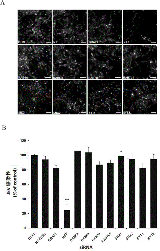 Applications of an N-ethylmaleimide sensitive factor in preventing Japanese encephalitis virus infection