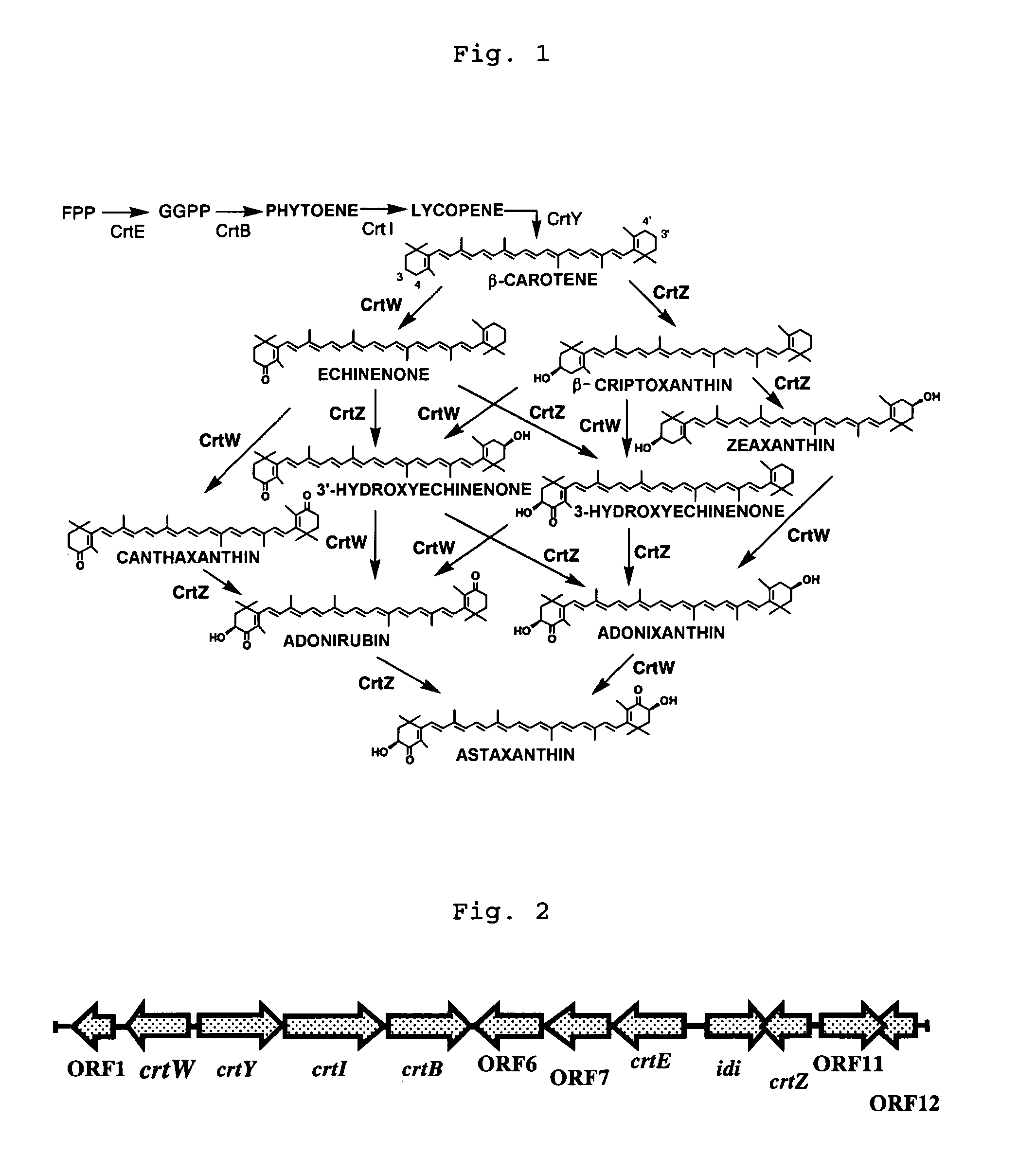 Method of producing astaxanthin or metabolic product thereof by using carotenoid ketolase and carotenoid hydroxylase genes