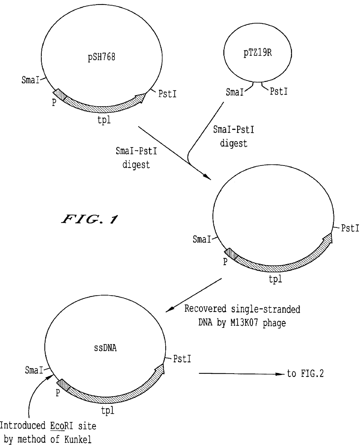 Tyrosine repressor gene of a bacterium belonging to the genus Erwinia