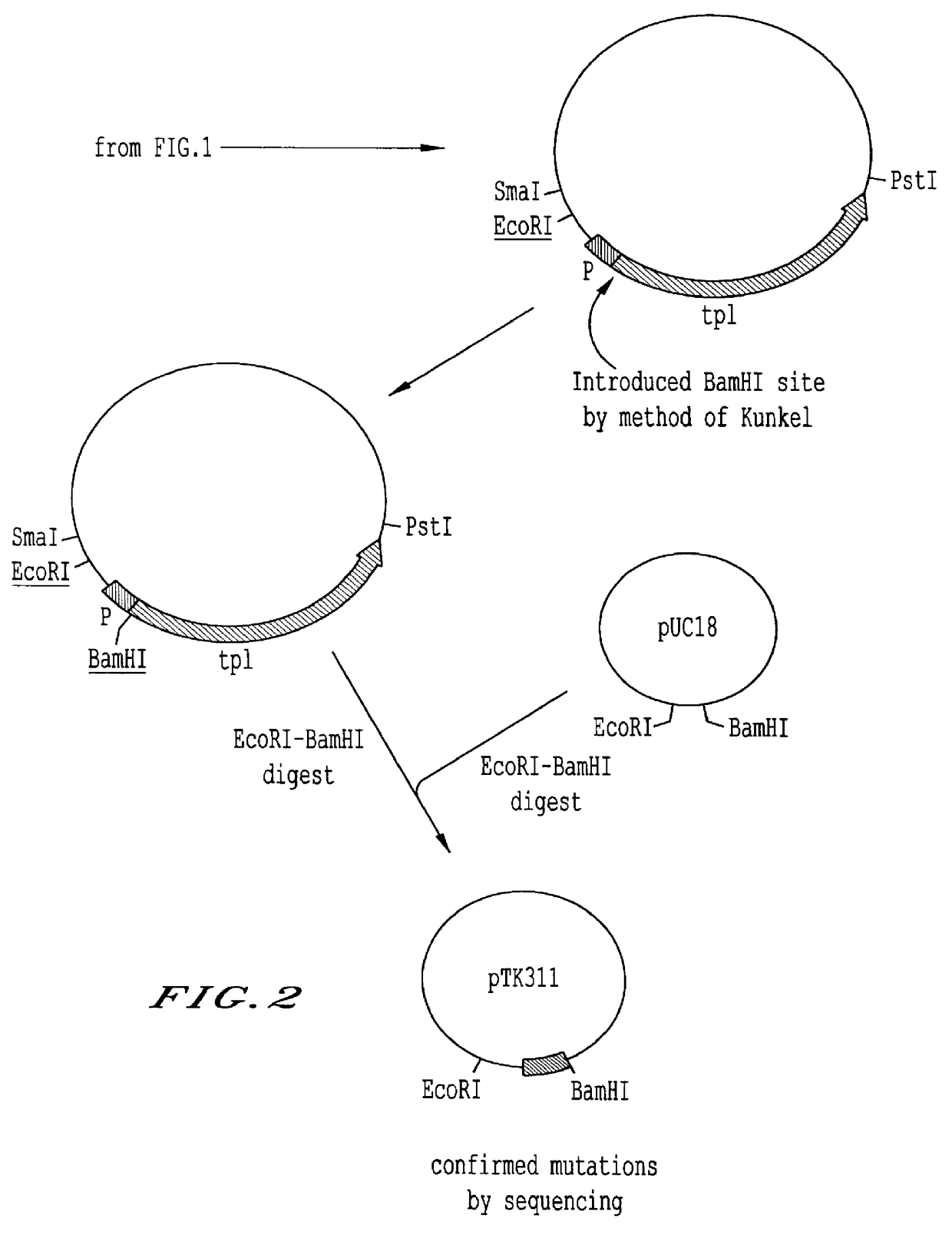 Tyrosine repressor gene of a bacterium belonging to the genus Erwinia