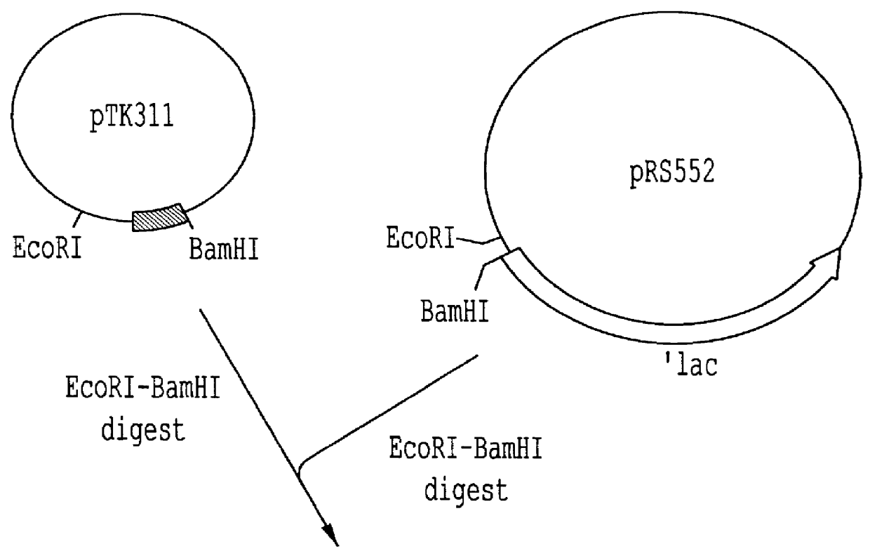 Tyrosine repressor gene of a bacterium belonging to the genus Erwinia