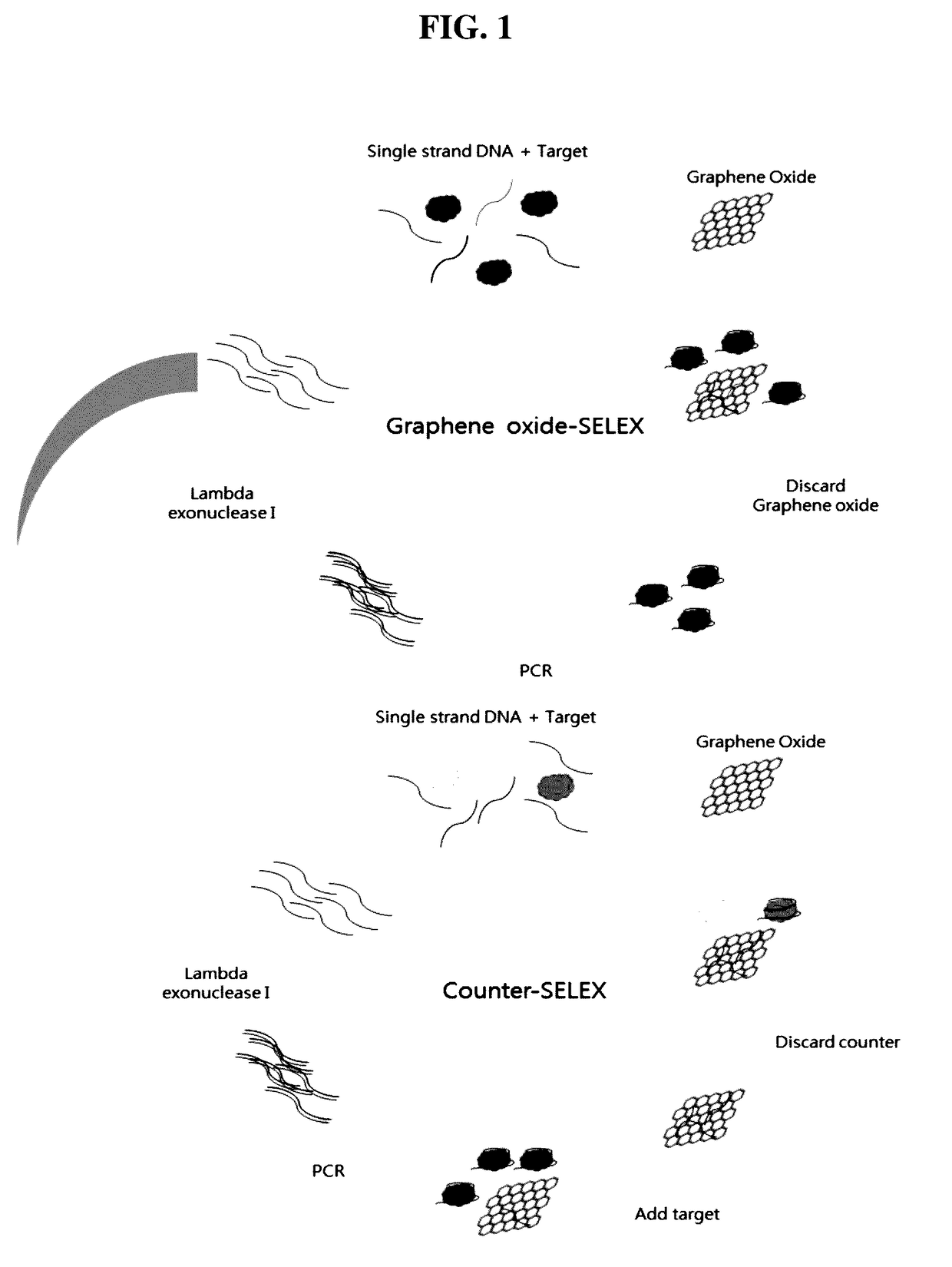 Aptamer for specifically detecting patulin and patulin detection method using the same