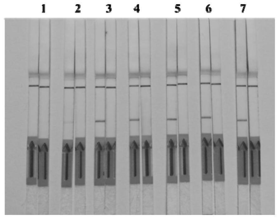 Primer, probe, kit and method for visually and rapidly detecting nucleic acid of schistosoma japonicum katsurada through LFD-RPA