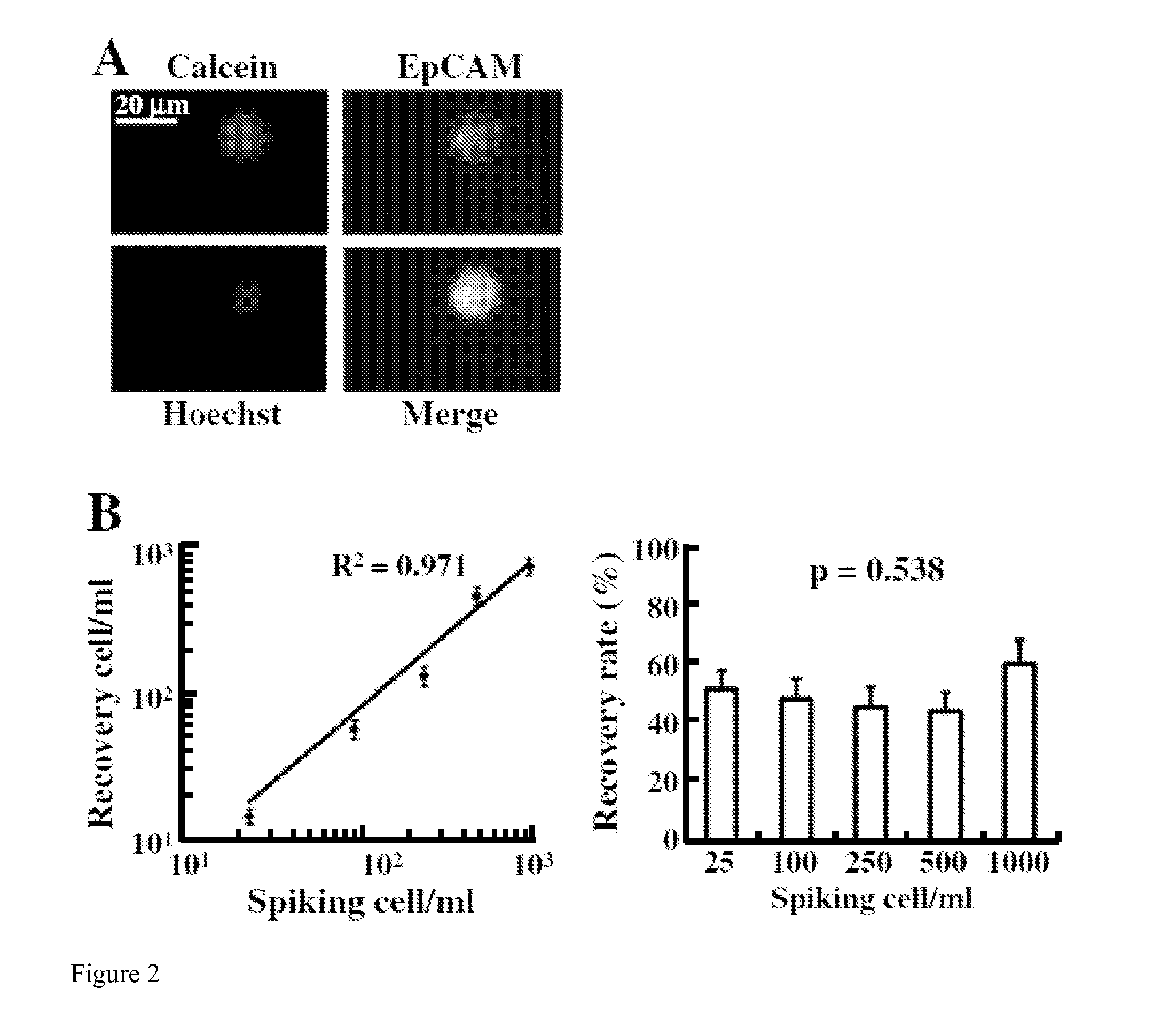 Methods, Systems, and Compositions for Enrichment of Rare Cells