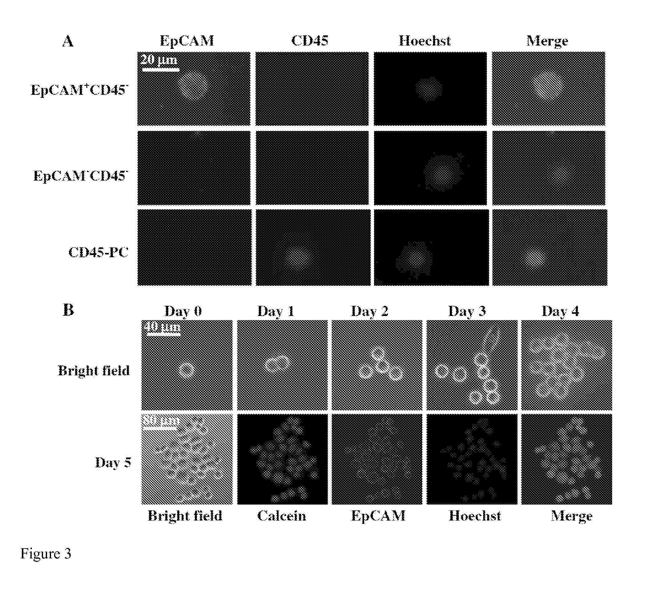 Methods, Systems, and Compositions for Enrichment of Rare Cells