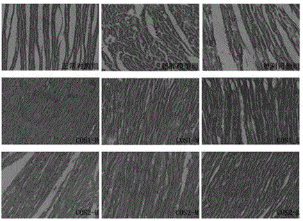 Weight reduction and body fat reduction applications of chitosan oligosaccharide