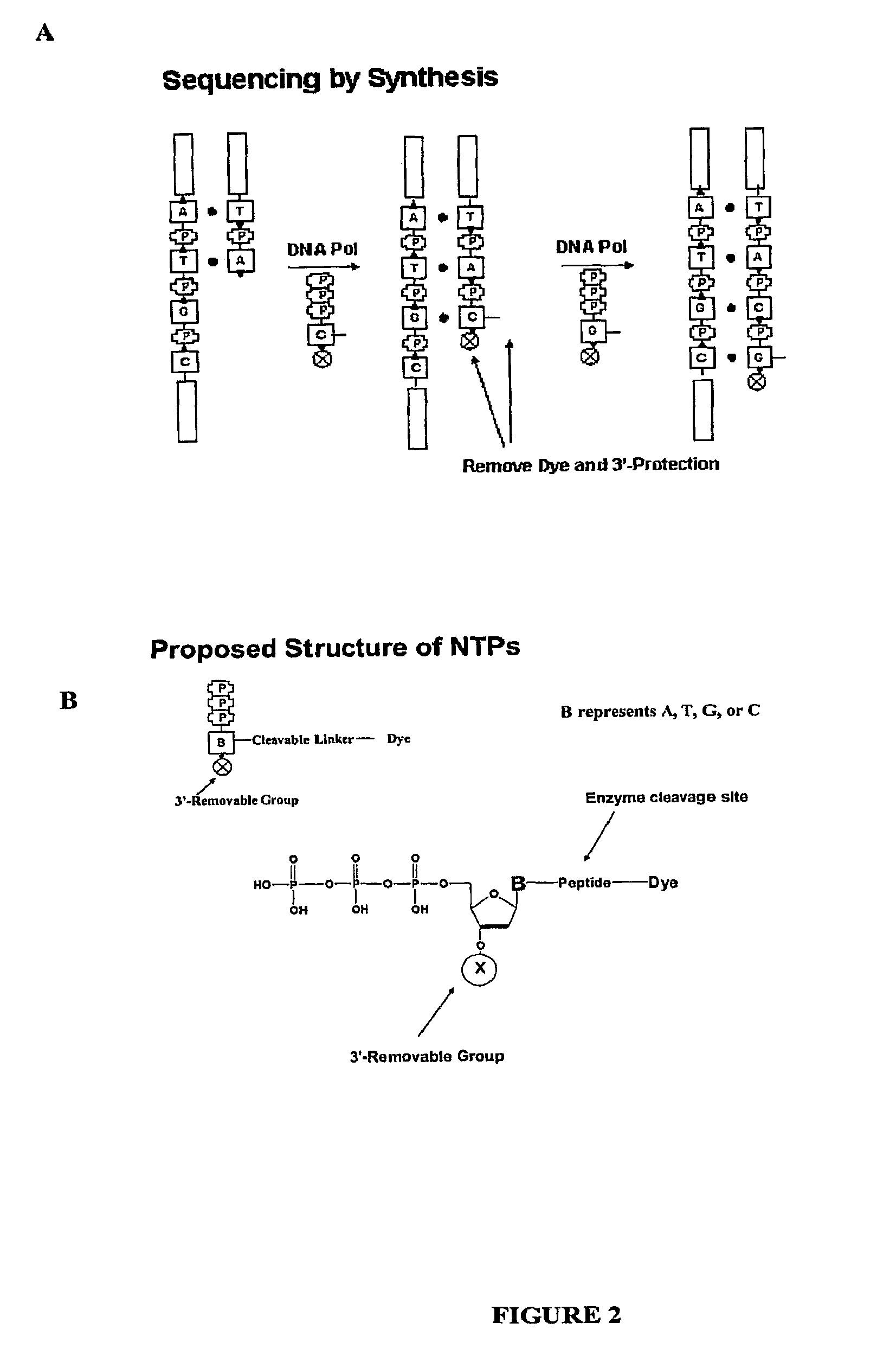 Compositions and methods for nucleotide sequencing