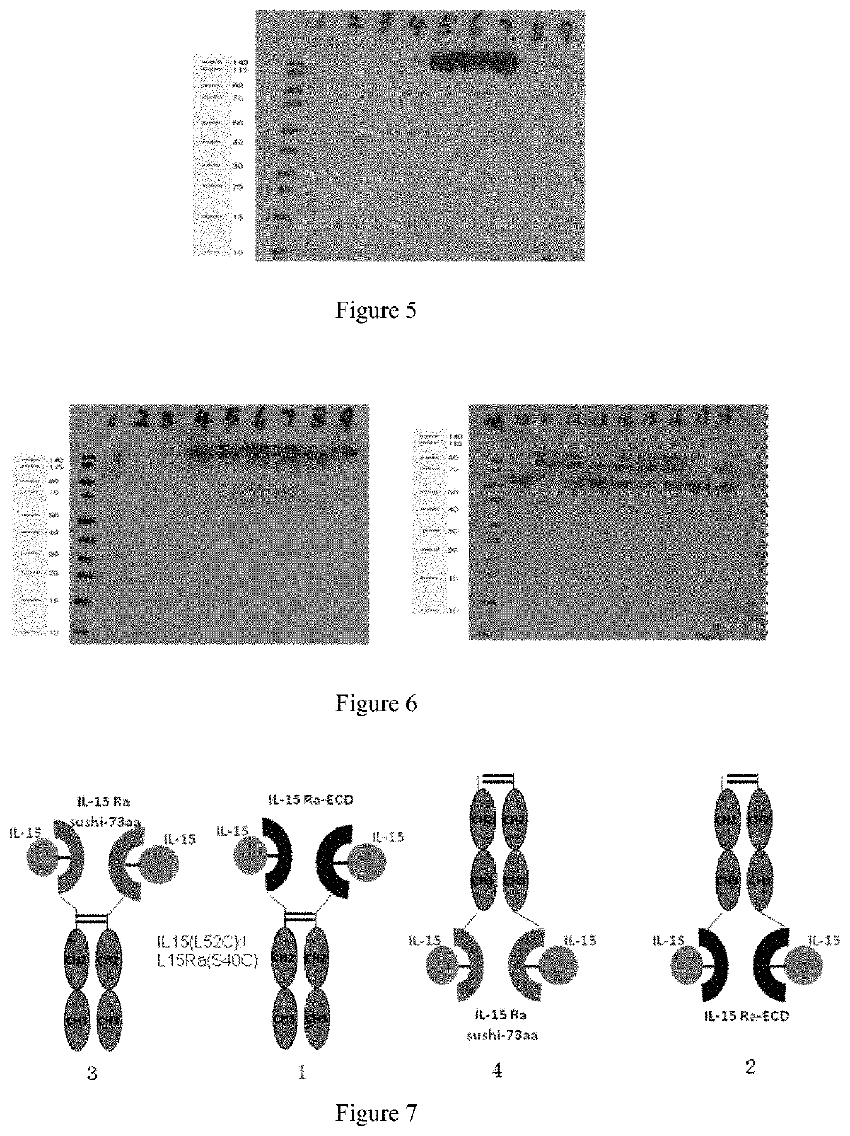 Interleukin 15 protein complex