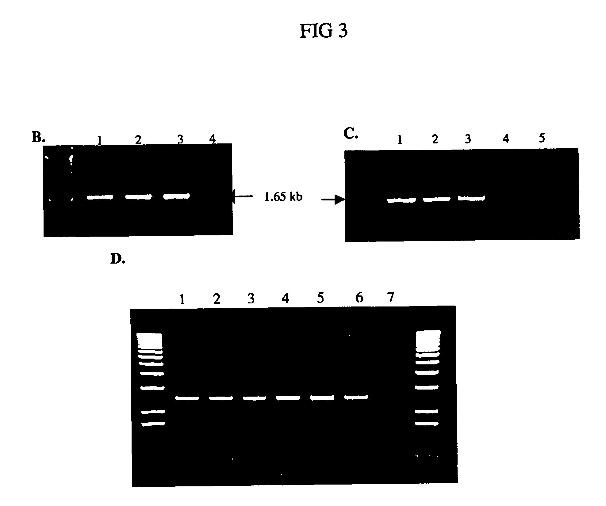 Expression of the human igf-1 in transgenic plastids