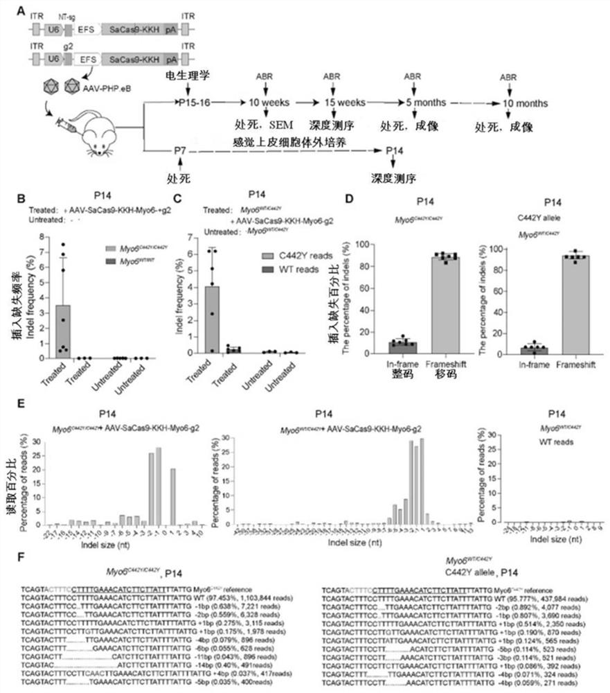 CRISPR/Cas9 gene editing system and application of CRISPR/Cas9 gene editing system in preparation of medicine for treating genetic sensorineural deafness