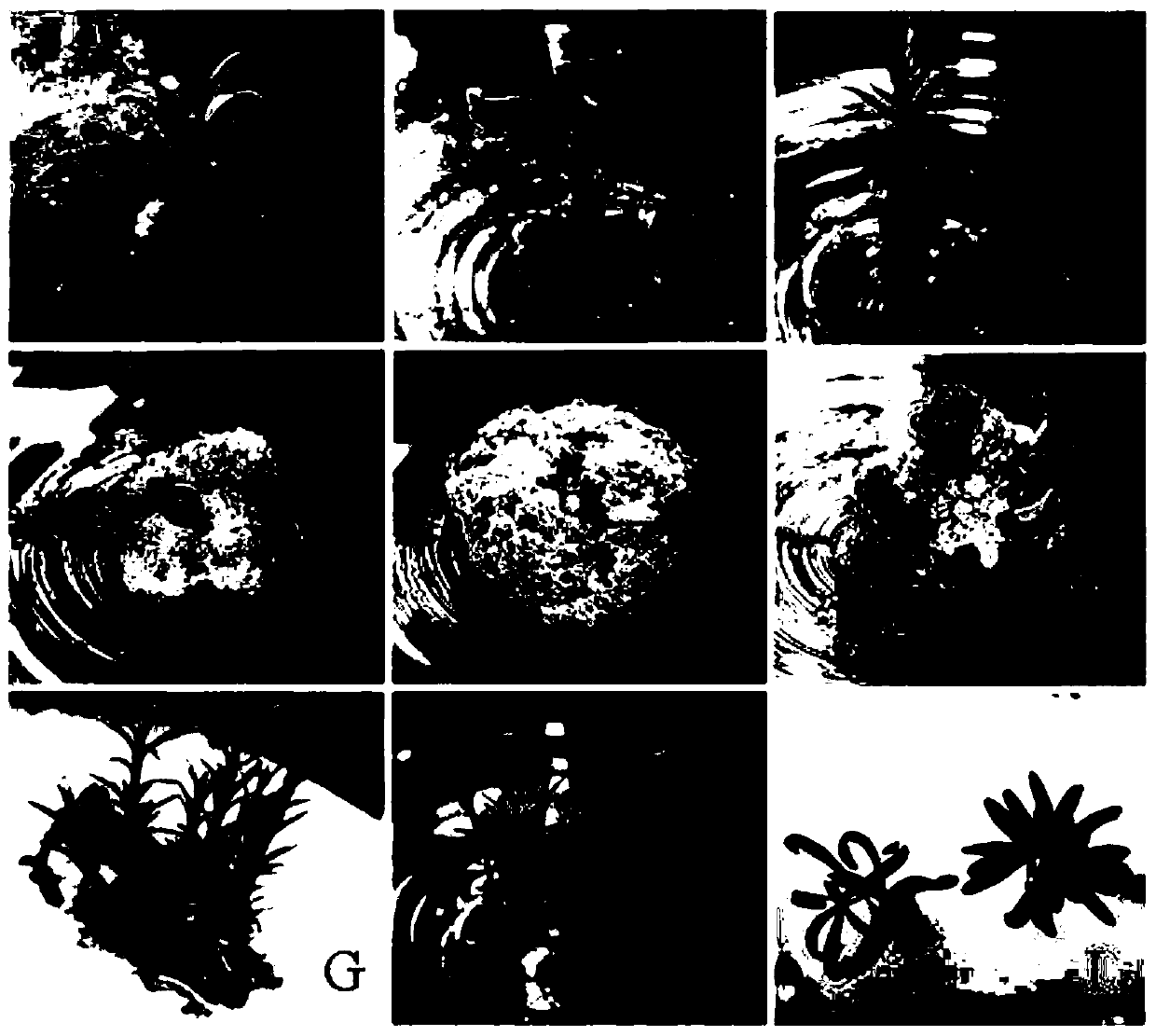 A cultivation method for rapidly obtaining regenerated seedlings of Lycium barbarum