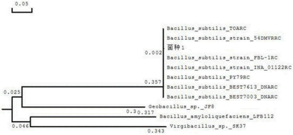 Bacillus subtilis, bactericide, preparing method of bactericide and application of bactericide