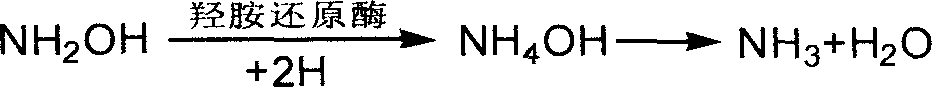 Soil hydroxyl amine reductase activity detection coloration process