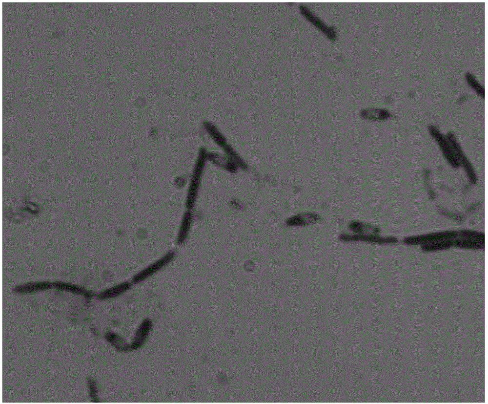 Strain for nattokinase with high activity and thermal stability and fermented product thereof