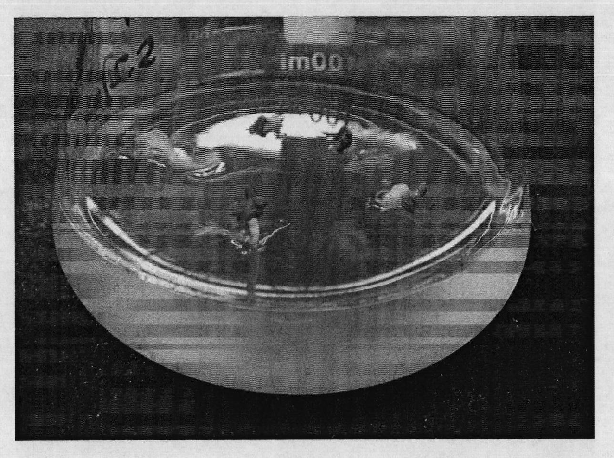 Method for increasing inductivity and direct planting percent of Chinese cabbage and green Chinese cabbage hybrid microspore-derived embryo