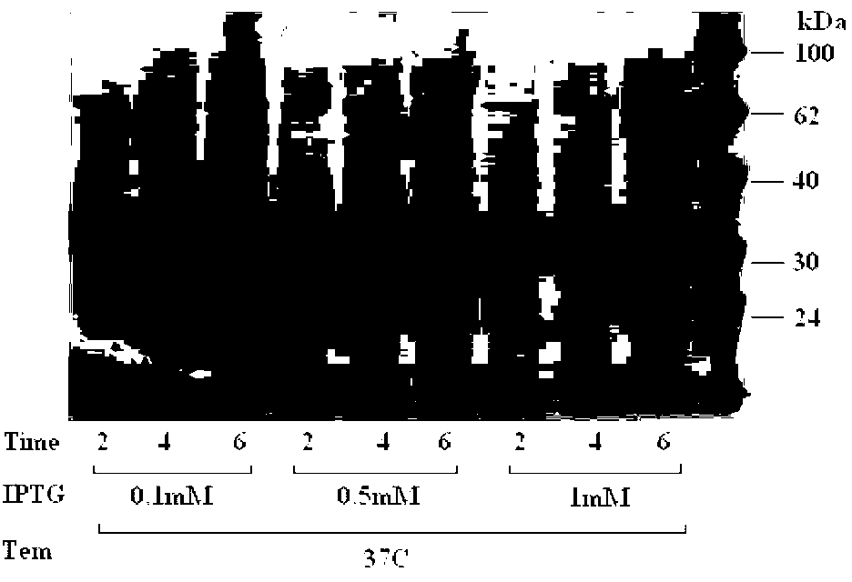 Blocking ELISA (Enzyme-Linked Immunosorbent Assay) method for detecting special avian HEV (Hepatitis E Virus) antibody